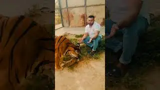 Tigress Julie with sheikh fazy #shorts #short #shortvideo #shortsviral #tiger #animals #love #pets
