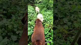 Wat een droomjob is dit 😍 #youtubeshorts #ytshorts #dogshorts #walkmydog #dogs #dogfluencer #belgi&euml;