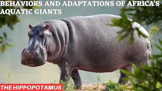 The Secret Life of Hippos: Behaviors and Adaptations of Africa's Aquatic Giant |4K||DETAILED|