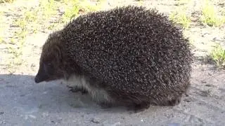 Ezis iet pa ceļu / Hedgehog in the path.