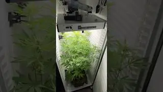 DAY 49 - Permanent Marker 🥦 Fridge grow 2.0 #indoorgrowing #cannabisgrower #fridgegrow