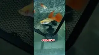 fishery Colorful Angelfish Colorful God Fame fish Goldfish #short#shorts