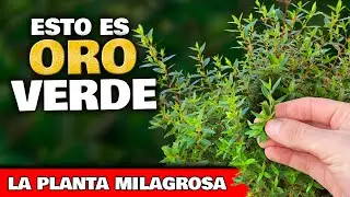 Esta PLANTA es ORO VERDE PURO si la TIENES en CASA o tu HUERTO | C&oacute;mo usar y cultivar en tu jard&iacute;n