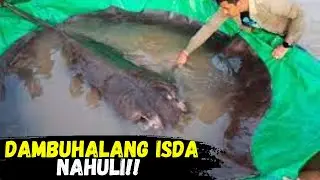 Dambuhalang Isda Nahuli Sa Cambodia | GMA News Feed #giantfish #stingray