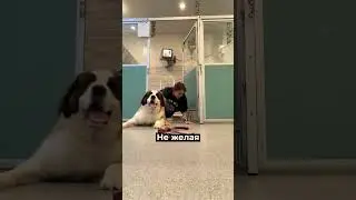 Этот пёс знает джиу-джитсу 😳