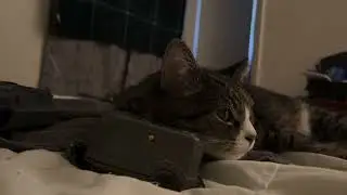 Kitty Investigates the Cameras