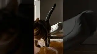 The real life Tom and Jerry！ Watch their epic chase unfold #cat #dogs #pets