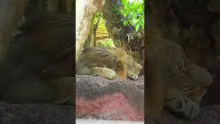 Biggest Lion in the world #Lion #KingOfTheSavannah #LegendaryLion #AfricanWildlife #SavannahRuler
