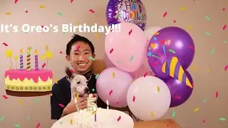 Oreo's 5th Birthday | Making My Dog A Gourmet Cake!!!