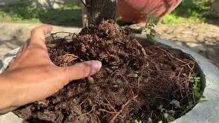 gl mai v&agrave;ng x&ugrave; rin đột biến (0968411089)