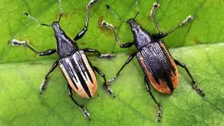 How to Control Weevils on your Fruit Trees! #backyardfarming #foodforest #fruittrees