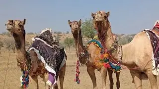 : منظر جمیل لجمال الصحراء فی سیرا caml