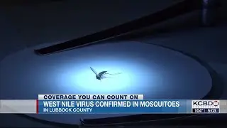 Mosquitoes carrying West Nile virus confirmed in Lubbock County