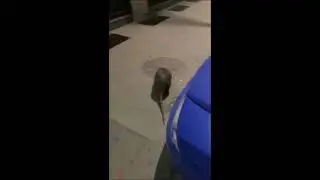BIGGEST RAT FOUND IN NYC✔️