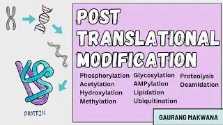 Post-Translational Modifications Explained Simply,Types of PTM(Addition of Chemical,Complex,peptide)