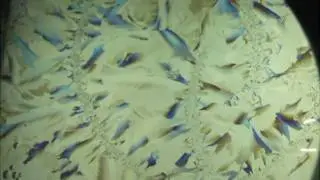 ice crystals Polarization