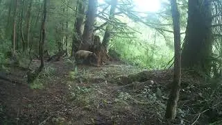 Light brown/blond bear on trail camera.