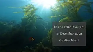 Casino Point Dive Park - 15 December 2022 - Catalina Island