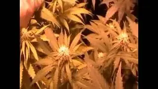 LA FLORAISON SUPERBE ,DE LA BEUH BCF W33D😎 👍👍