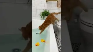Animal Cat Ranking Funny Cat Moment 47 #shorts #funnycatsvideo #memes