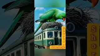 A parrot has built a nest on a train.