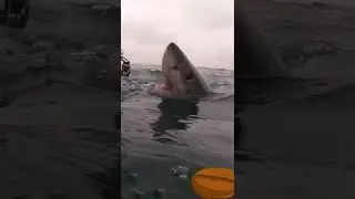 &eacute;norme requin 🦈🦈🦈, requin, que il est le grand requin  🦈🦈