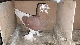 Qizil hakka 4 qism 10 minut uchdi  