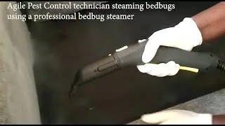 Heat treatment for bed bugs: The Guaranteed way of getting rid of bed bugs