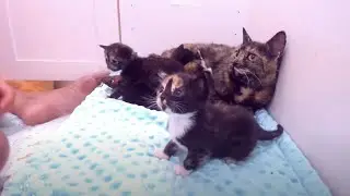 Firefighter gets hilarious surprise from rescue kitten