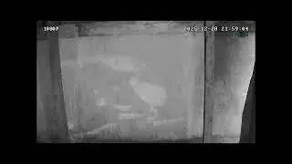 Tom y Jerry 25 01 2026
