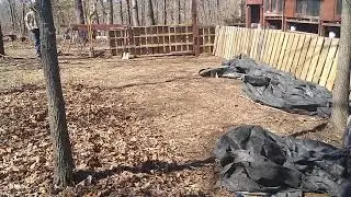 Rabbit Managerie 4