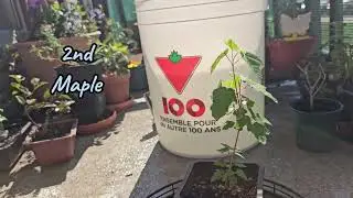 Maples & Less than 12 hours to the Bonsai Expo