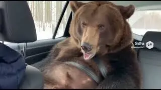 Russian bear after dentist (David after dentist spoof)