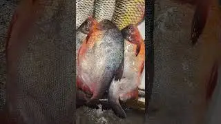 TILAPIA FISH MARKET/Arunsaroj #shortvideo #fishing #shorts #trending #short #rockfishing #seafood