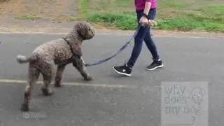 Stop Dog From Pulling :  Backwards Walk