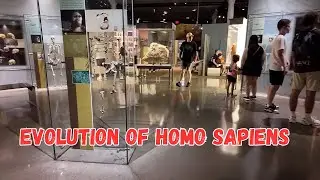 A Museum trip thru the Hall of Human Origins