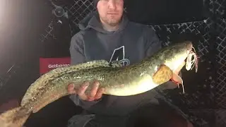 How to fully debone a Burbot