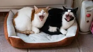 Synchronized Cats