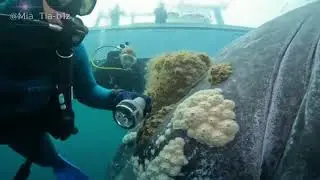 The operation to clean the humpback whale was successful 🐋👍 #whale #wildlife #ocean #marineanimals