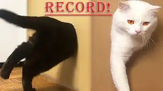 Reducing Hole for the Cat's. This is YouTube Record!