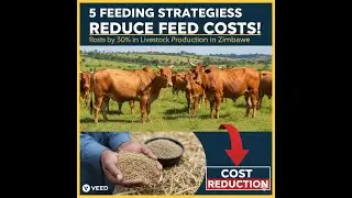 5 Feeding Strategies that can Reduce Feed Costs by 30% in Livestock Production in Zimbabwe