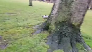 Gefladder - Oops, angry bird is coming!
