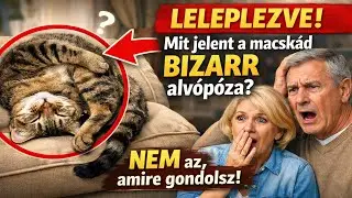 LELEPLEZVE: Mit jelent a macskád BIZARR alvópóza? 🙀 NEM az, amire gondolsz!