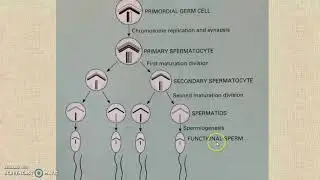 Genetics Lecture #1