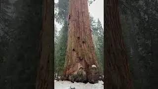 General Sherman Tree - Sequoia National Park