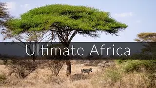 12 hours of uninterrupted African savanna ambience [no loop]