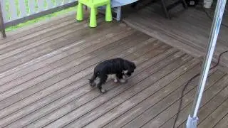 My sisters Miniature Schnauzer, Tjorven.