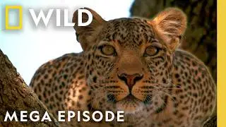 Following Elusive Leopards | MEGA Episode | Nat Geo Animals