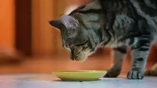 Cat Feeding Guide
