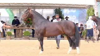 Jalisco da GAP São Pedro - 4º Melhor Macho na Morfologia da Expointer 2021